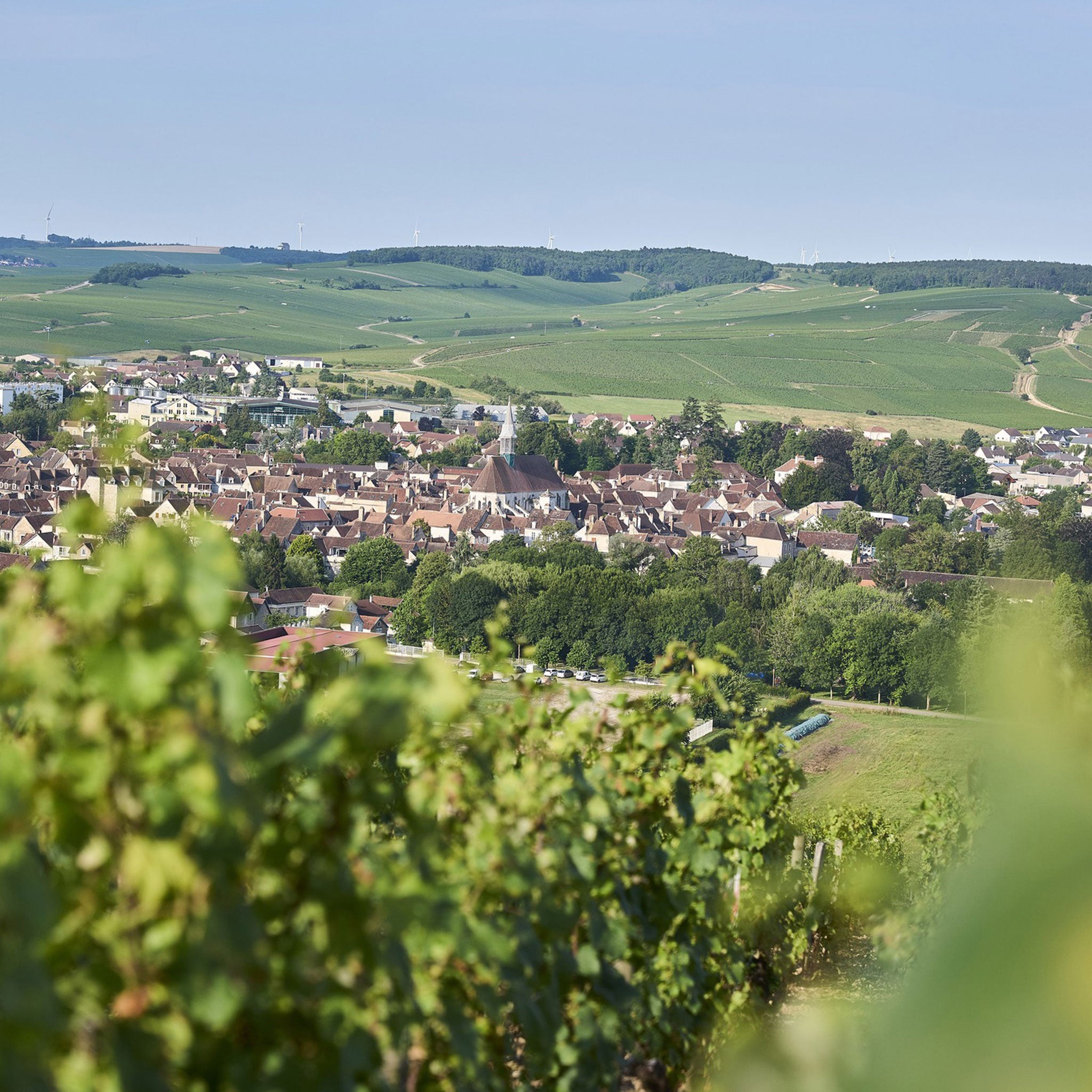 Philosophy | Domaine William Fevre