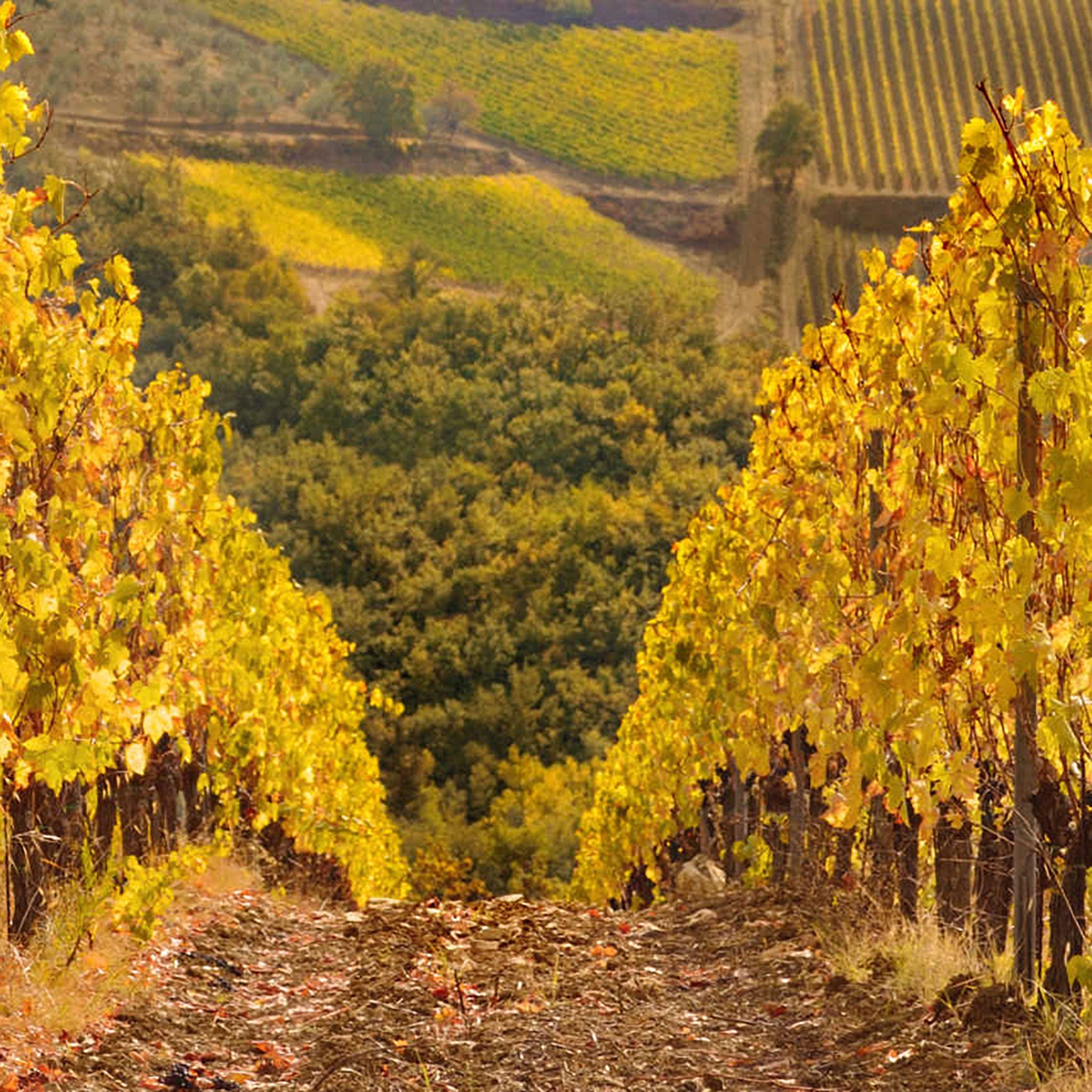 Domaine Pascal Cotat Sancerre Les Monts Damnes 2024