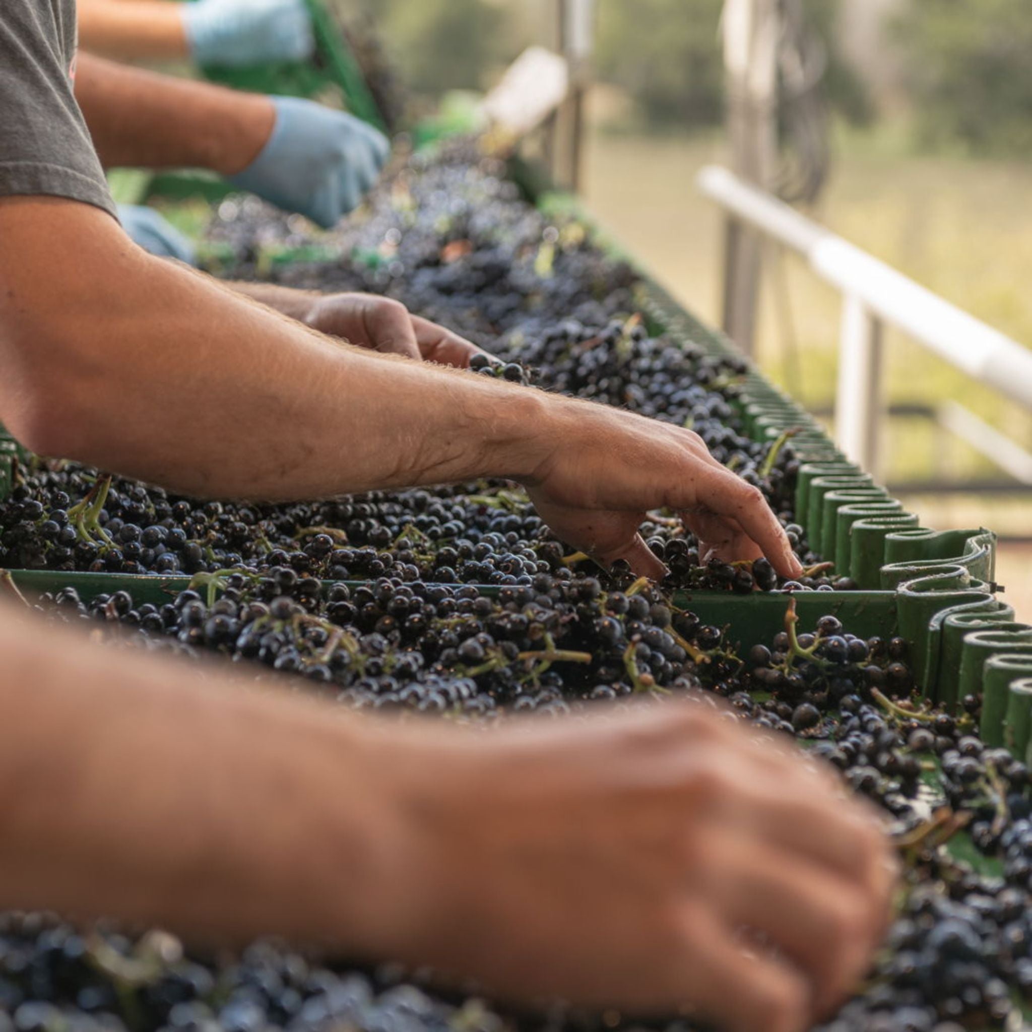 Te Kairanga Estate Pinot Noir 2022