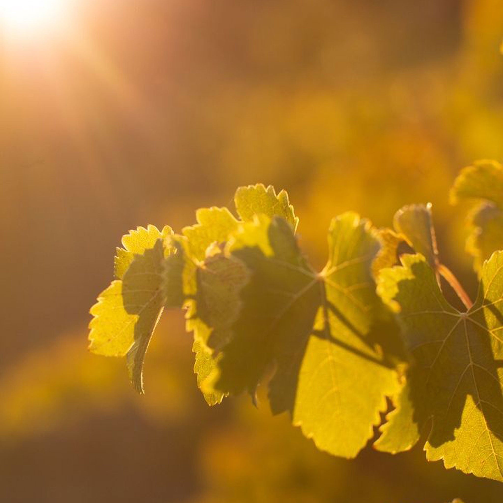 The Vineyard | Wirra Wirra