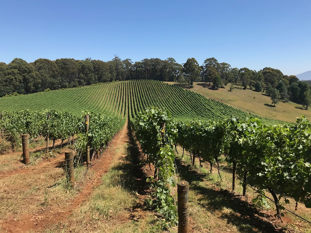 Giant Steps Wombat Creek Vineyard Chardonnay 2022 - Kent Street Cellars