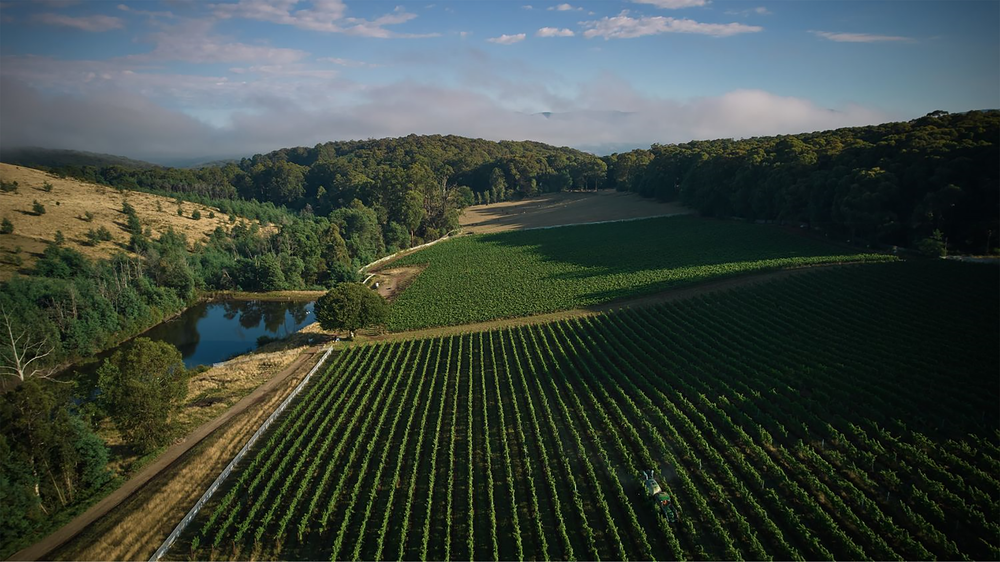 Giant Steps Wombat Creek Vineyard Chardonnay 2022 - Kent Street Cellars