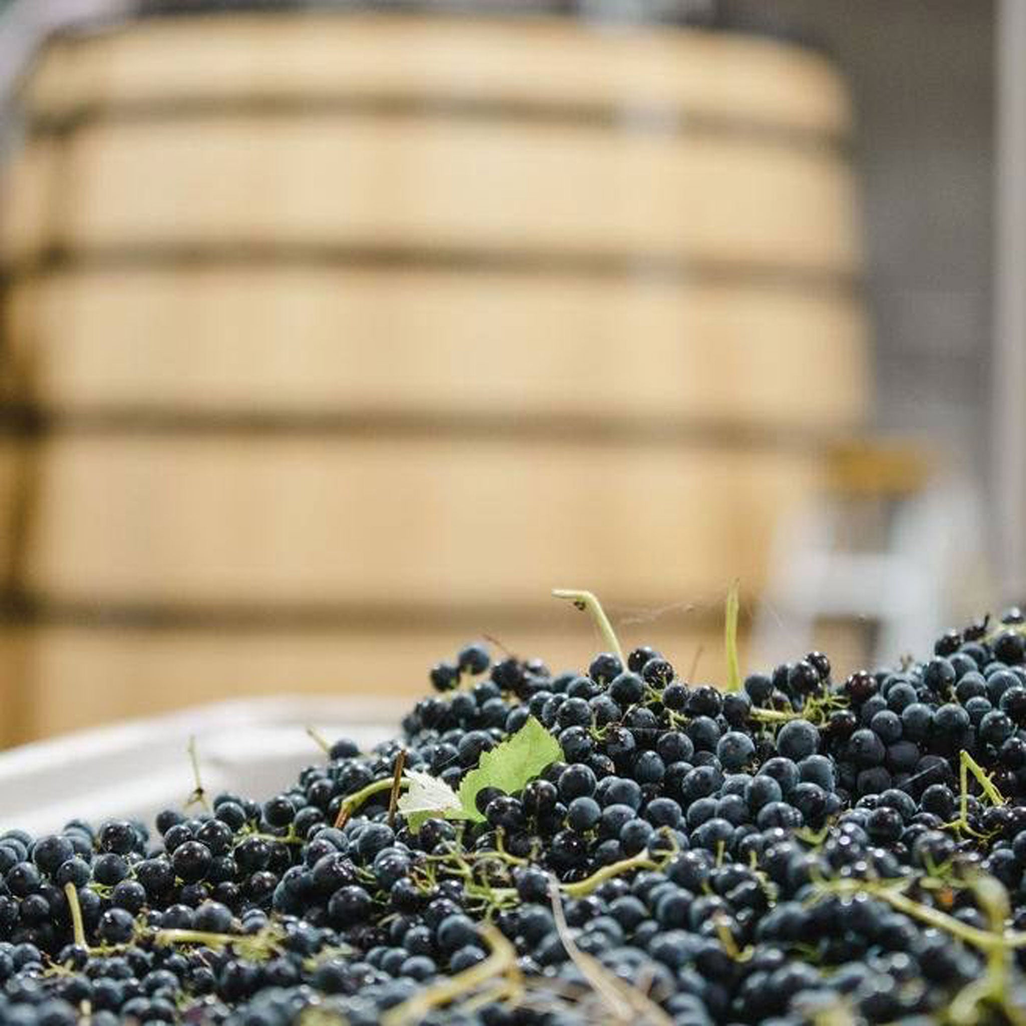 Yabby Lake Tasmania Coal River Pinot Noir 2024