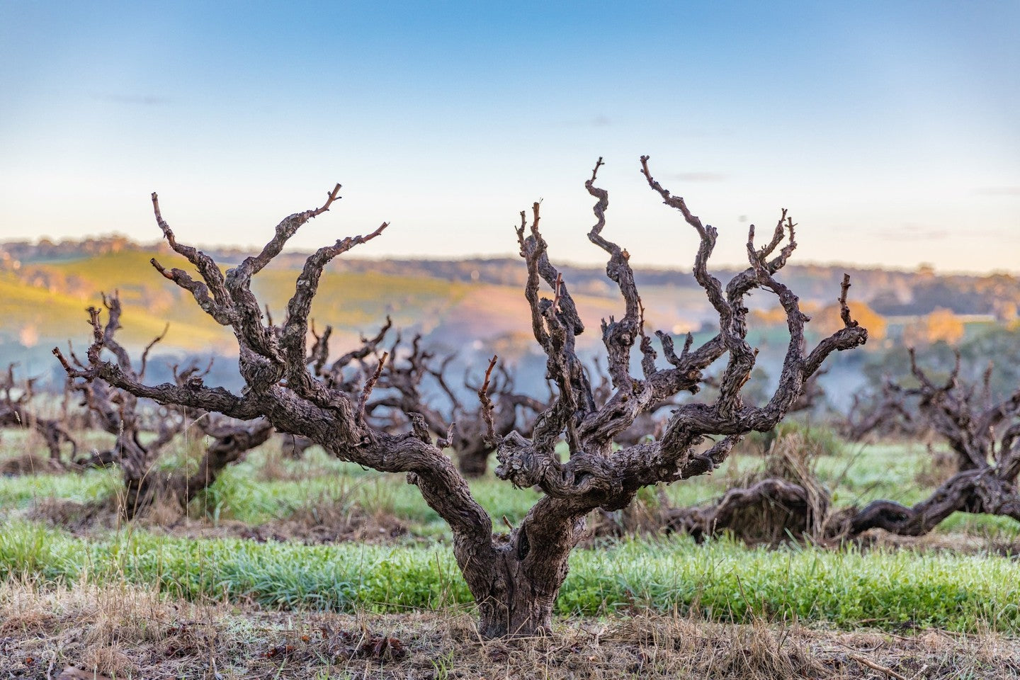 The Vineyard | YANGARRA