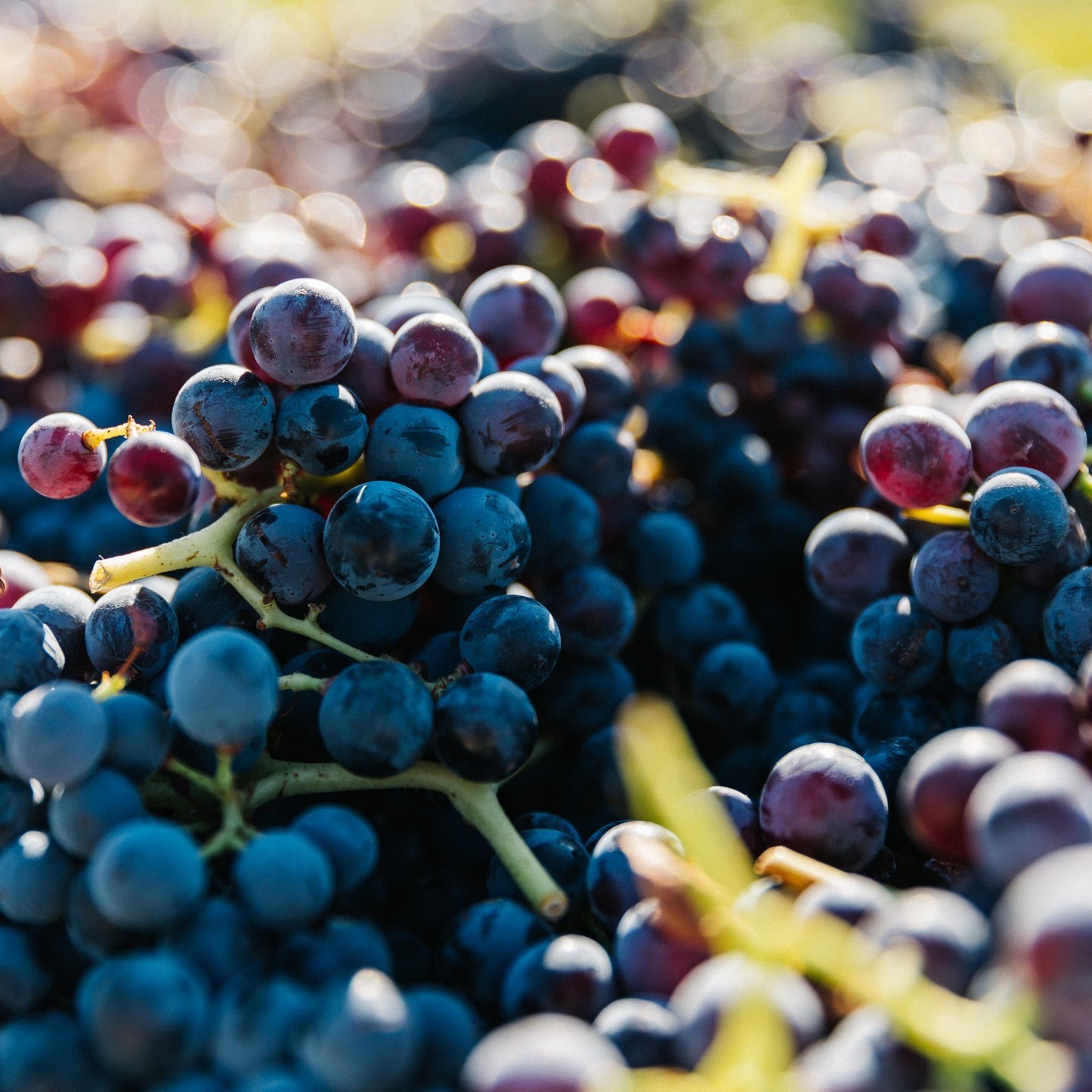 Yangarra Shiraz 2023