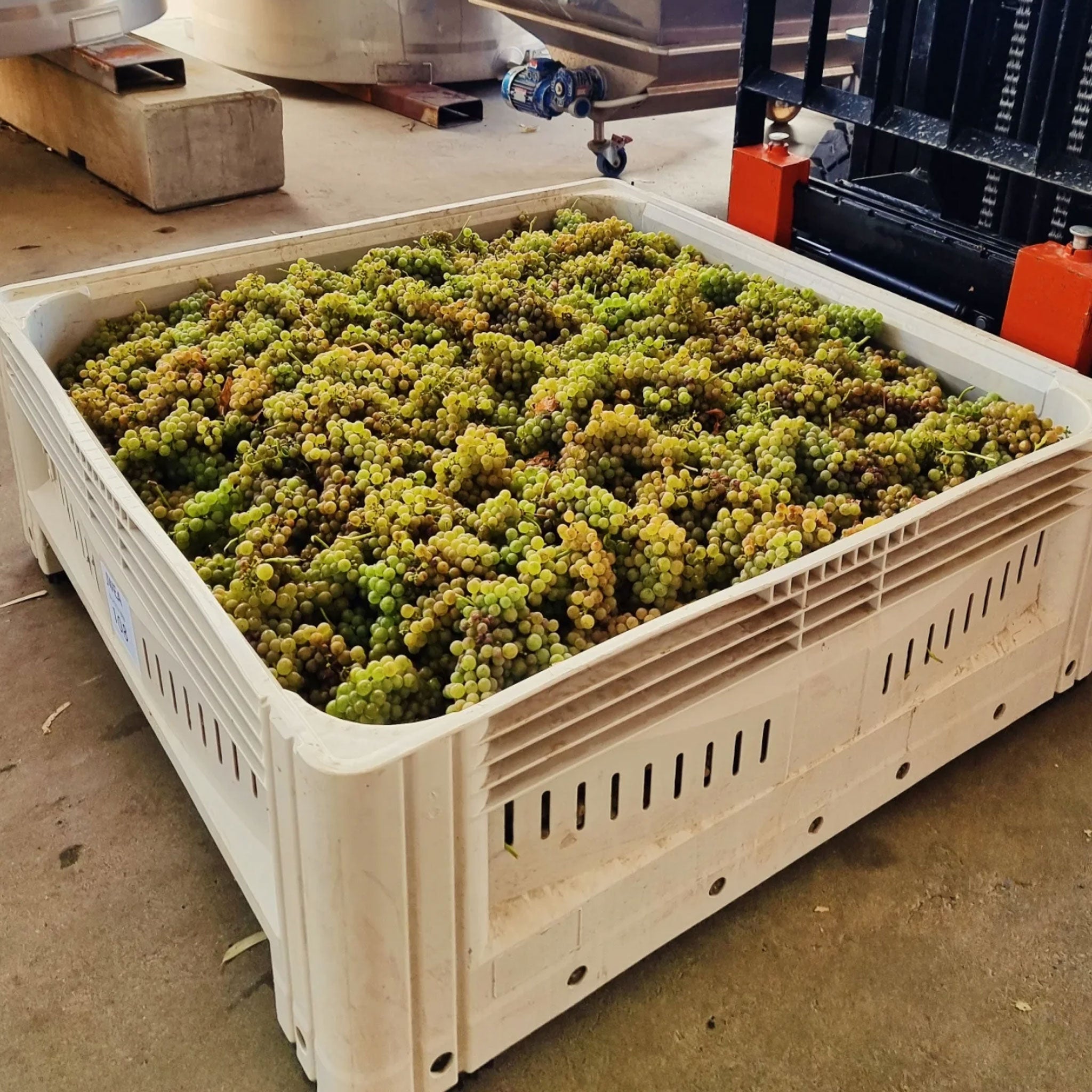Yangarra Estate Roux Beaute Roussanne 2023