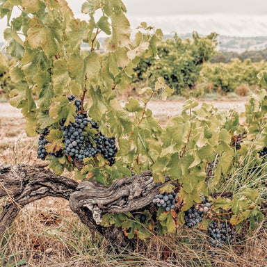 Yangarra Estate Ovitelli Grenache 2022 - Kent Street Cellars