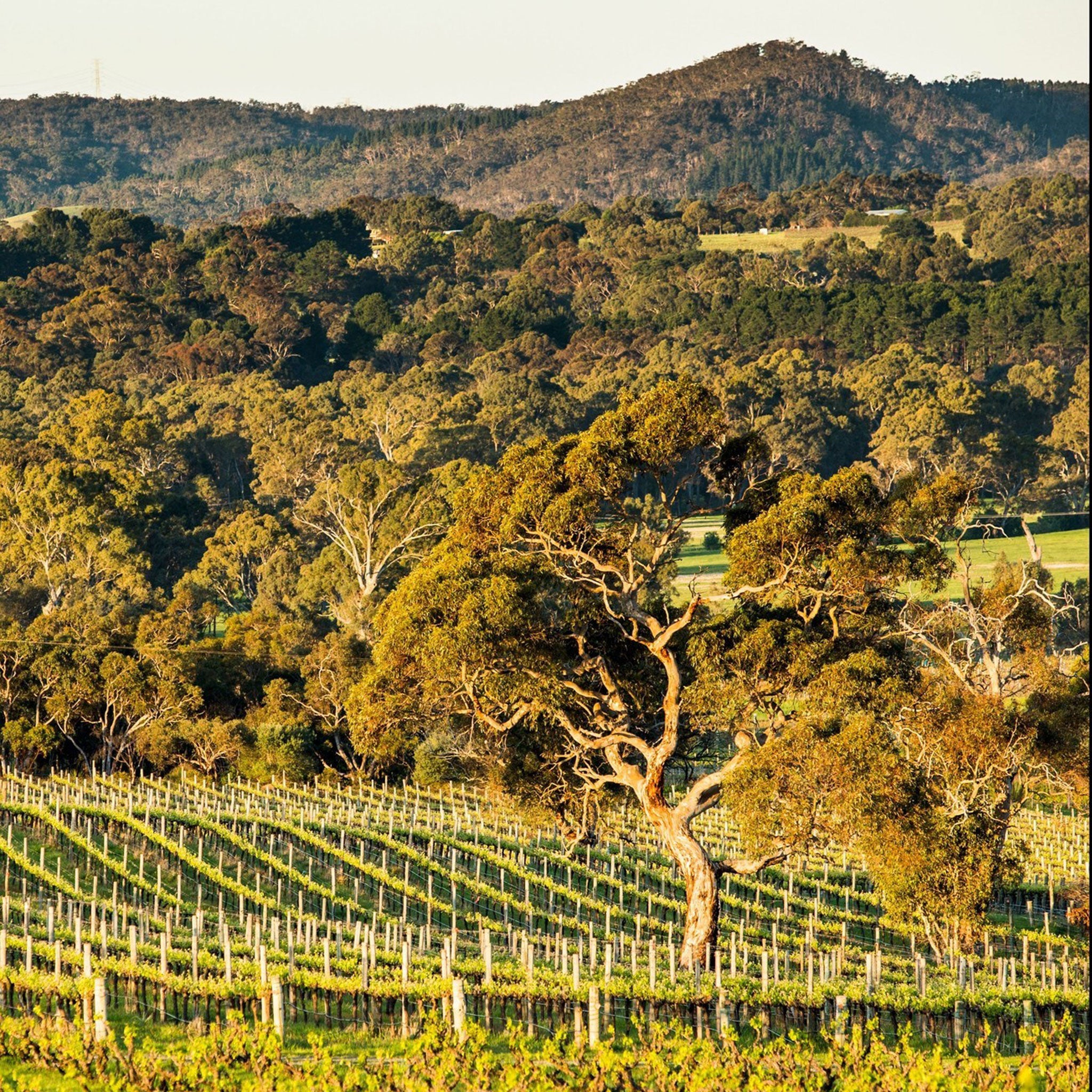 Yangarra High Sands Grenache 2021