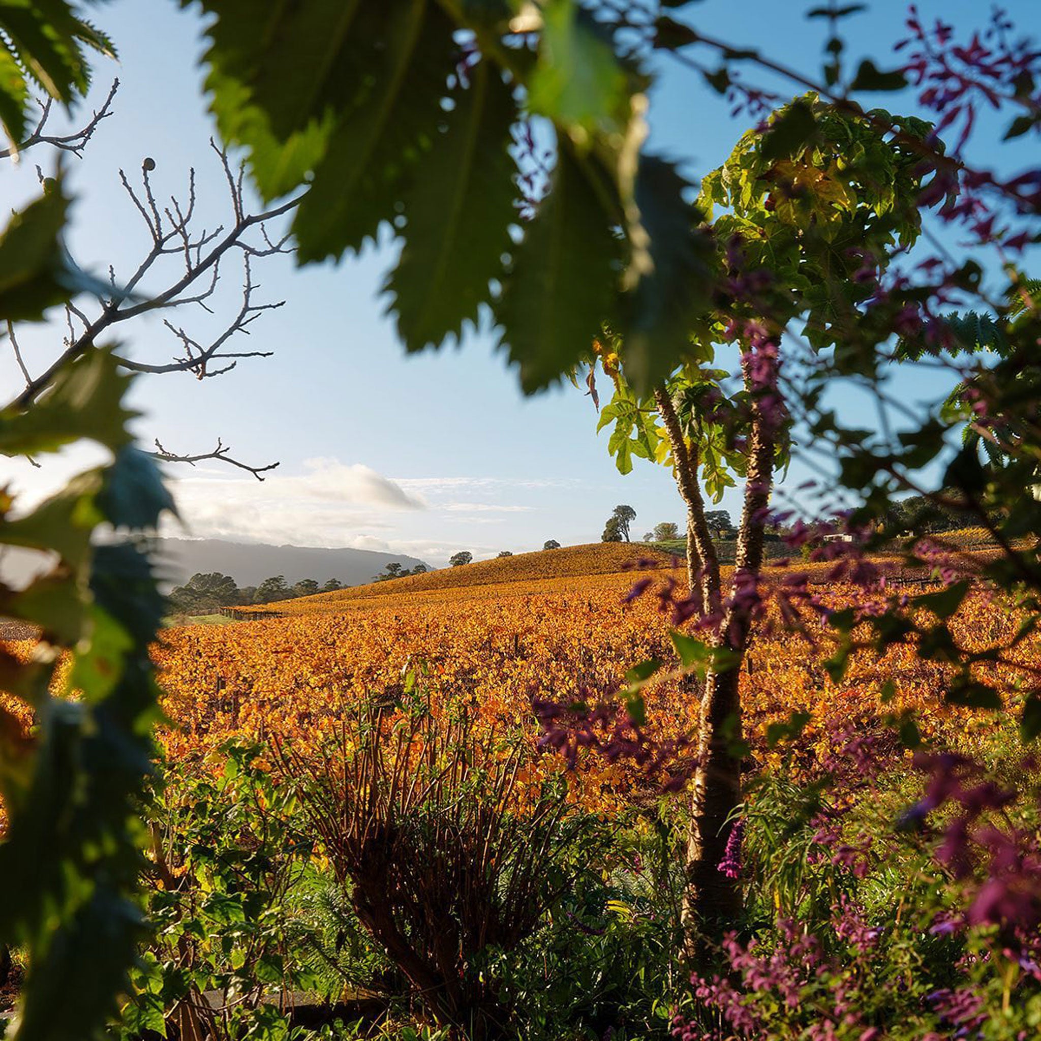 Yarra Yering Dry Red Wine No. 2 2021